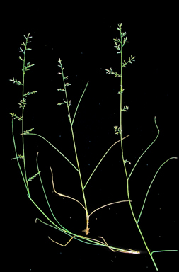 APII jpeg image of Eragrostis alveiformis  © contact APII