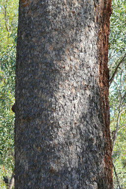 APII jpeg image of Eucalyptus apothalassica  © contact APII
