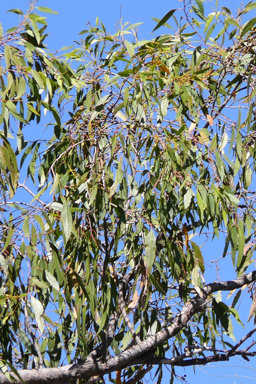 APII jpeg image of Eucalyptus apothalassica  © contact APII