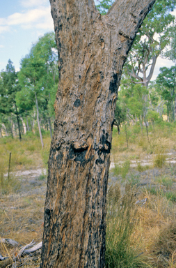 APII jpeg image of Eucalyptus apothalassica  © contact APII