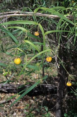 APII jpeg image of Eustrephus latifolius  © contact APII