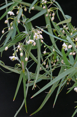 APII jpeg image of Eustrephus latifolius  © contact APII