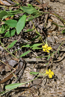 APII jpeg image of Goodenia hederacea  © contact APII