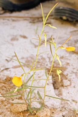 APII jpeg image of Afrohybanthus stellarioides  © contact APII