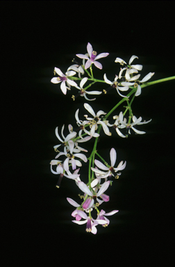 APII jpeg image of Melia azederach  © contact APII