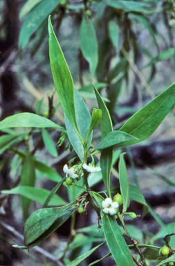 APII jpeg image of Myoporum montanum  © contact APII