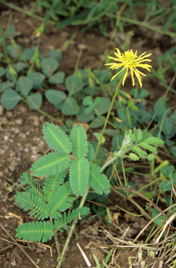APII jpeg image of Neptunia gracilis f. gracilis  © contact APII