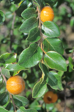 APII jpeg image of Petalostigma pubescens  © contact APII