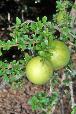 APII jpeg image of Pittosporum spinescens  © contact APII