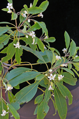 APII jpeg image of Pittosporum undulatum  © contact APII