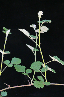 APII jpeg image of Rubus parvifolius  © contact APII