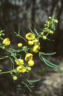 APII jpeg image of Senna artemisioides subsp. zygophylla  © contact APII