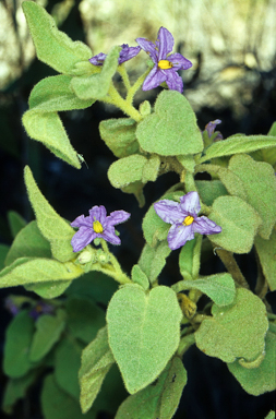 APII jpeg image of Solanum nemophilum  © contact APII