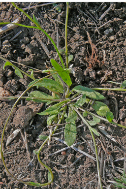 APII jpeg image of Wahlenbergia tumidifructa  © contact APII
