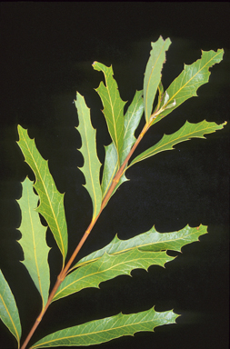 APII jpeg image of Xylomelum cunninghamianum  © contact APII