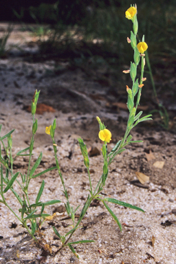 APII jpeg image of Zornia muriculata  © contact APII