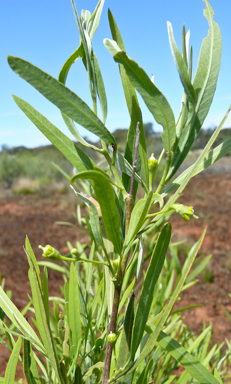 APII jpeg image of Alectryon oleifolius subsp. canescens  © contact APII