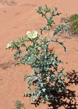 APII jpeg image of Argemone ochroleuca subsp. ochroleuca  © contact APII