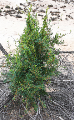 APII jpeg image of Billardiera cymosa subsp. pseudocymosa  © contact APII