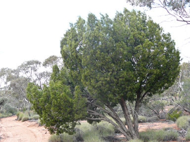 APII jpeg image of Callitris verrucosa  © contact APII