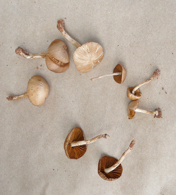 APII jpeg image of Conocybe sp.  © contact APII