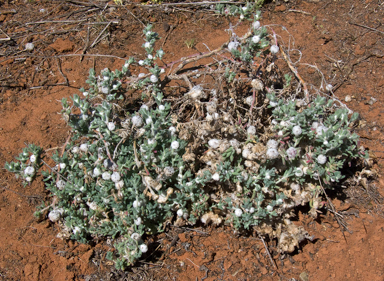 APII jpeg image of Dissocarpus paradoxus  © contact APII