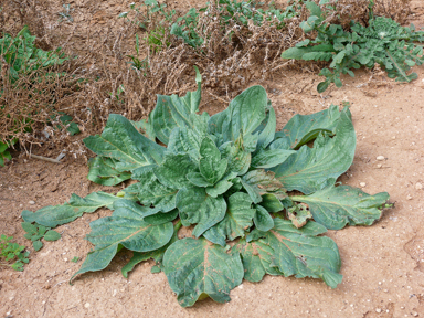 APII jpeg image of Echium plantagineum  © contact APII