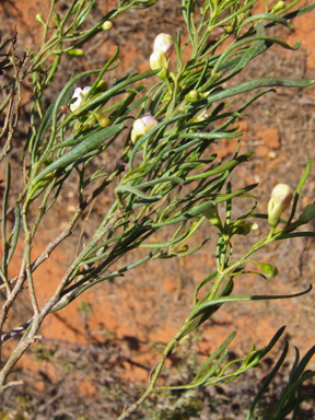 APII jpeg image of Eremophila sturtii  © contact APII