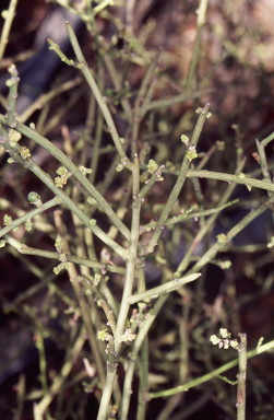 APII jpeg image of Exocarpos aphyllus  © contact APII