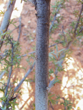 APII jpeg image of Grevillea huegelii  © contact APII