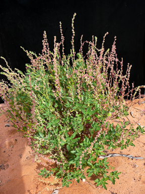 APII jpeg image of Haloragis odontocarpa f. pterocarpa  © contact APII