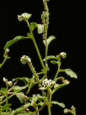 APII jpeg image of Heliotropium europaeum  © contact APII