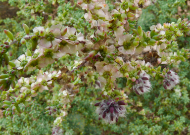 APII jpeg image of Maireana brevifolia  © contact APII