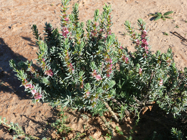 APII jpeg image of Maireana triptera  © contact APII