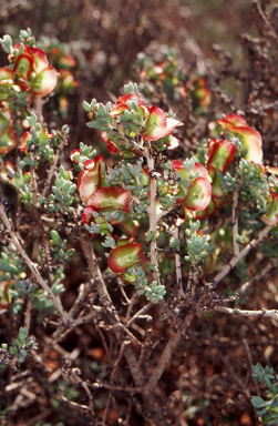 APII jpeg image of Maireana turbinata  © contact APII