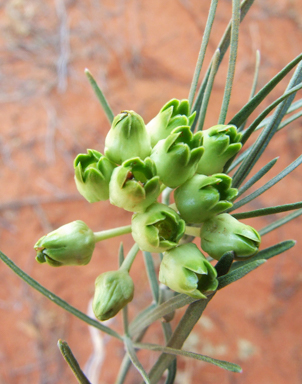APII jpeg image of Leichhardtia australis  © contact APII