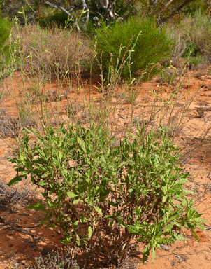 APII jpeg image of Nicotiana velutina  © contact APII