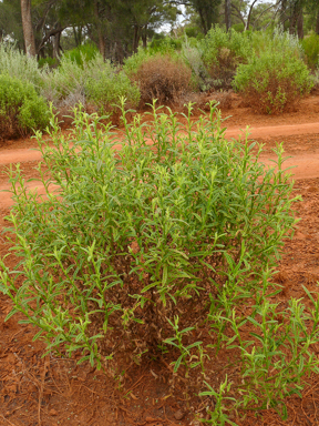 APII jpeg image of Pterocaulon sphacelatum  © contact APII