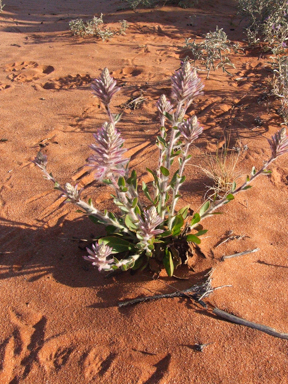 APII jpeg image of Ptilotus exaltatus  © contact APII