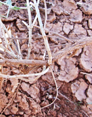 APII jpeg image of Teucrium racemosum  © contact APII