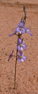 APII jpeg image of Thysanotus baueri  © contact APII