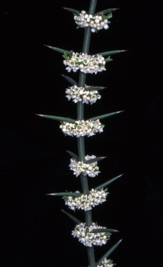 APII jpeg image of Discaria pubescens  © contact APII