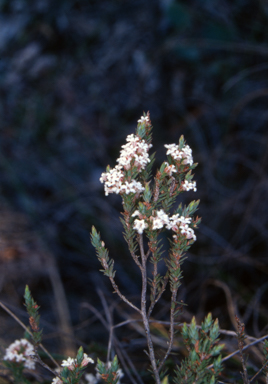 APII jpeg image of Styphelia attenuata  © contact APII