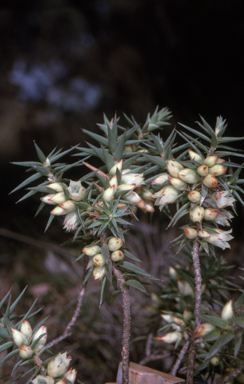 APII jpeg image of Melichrus urceolatus  © contact APII