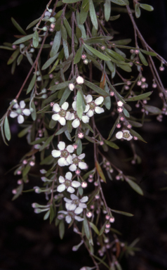 APII jpeg image of Leptospermum brevipes  © contact APII