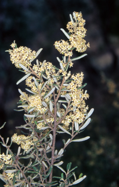 APII jpeg image of Pomaderris angustifolia  © contact APII