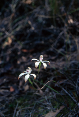 APII jpeg image of Caladenia ustulata  © contact APII