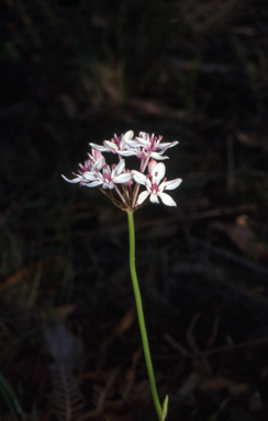 APII jpeg image of Burchardia umbellata  © contact APII