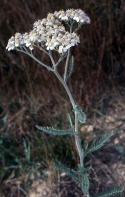 APII jpeg image of Achillea millefolium  © contact APII