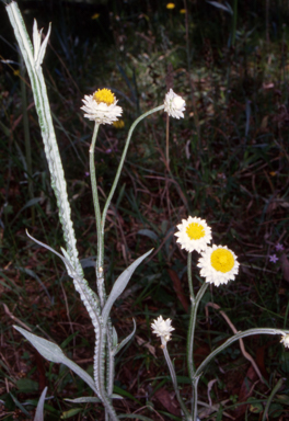 APII jpeg image of Ammobium alatum  © contact APII